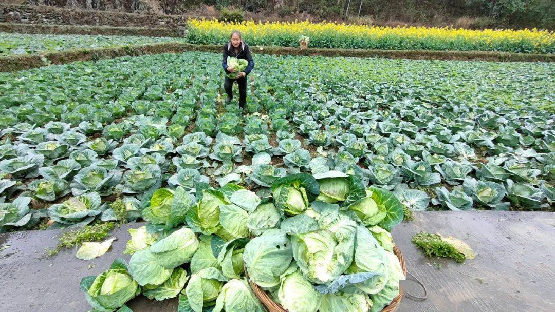 致富手工挂面做法大全_致富经做手工挂面_致富手工挂面做什么好吃