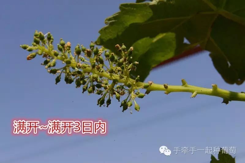玫瑰种植大全花技术图解_玫瑰种植大全花技术视频_玫瑰花种植技术大全