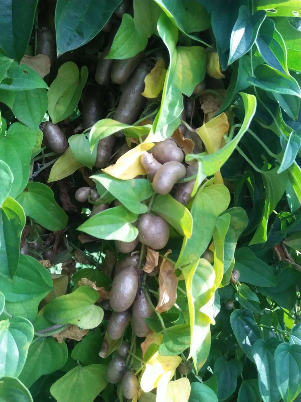 浙江山药豆种植技术「张店土里生果蔬供应」