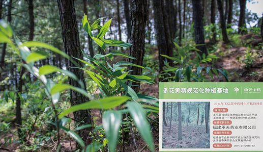 苦黄精种植技术_苦黄精种植技术_苦黄精种植技术