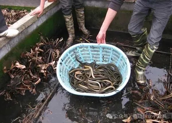 生态养殖新风口：黄鳝养殖致富秘籍，实战案例揭示年利润翻倍法门