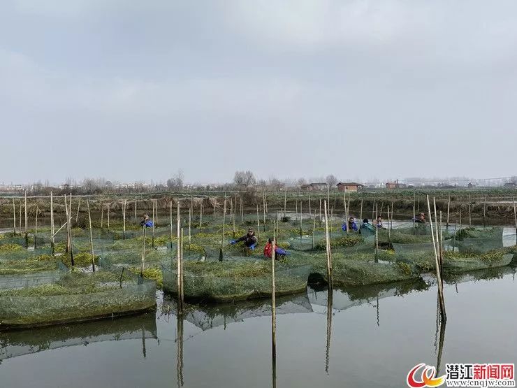 致富 | 网箱养鳝有奔头