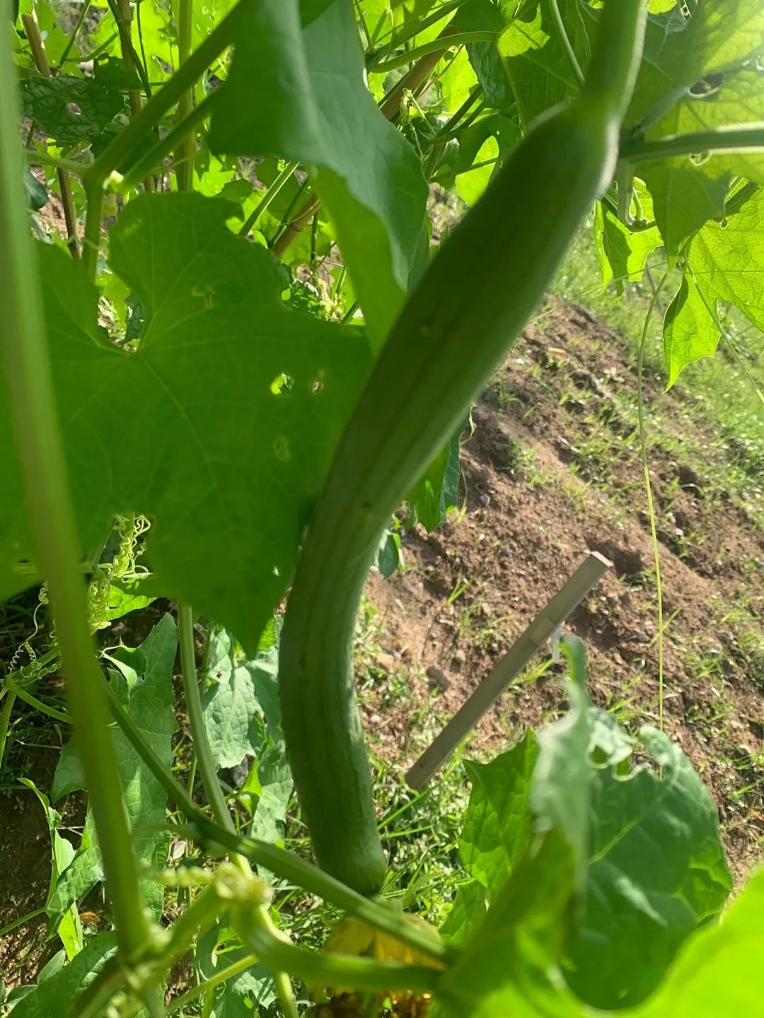 向日葵盆栽种植技术_向日葵盆栽种植技术与管理_向日葵盆栽种植技术要点