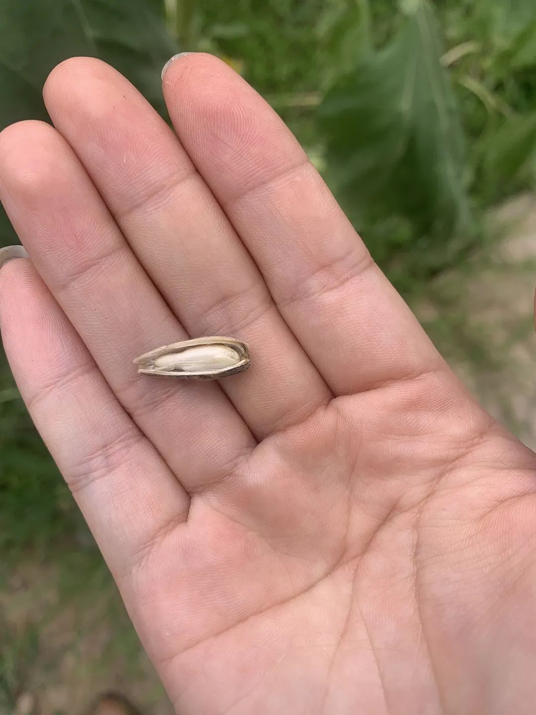 向日葵盆栽种植技术_向日葵盆栽种植技术要点_向日葵盆栽种植技术与管理