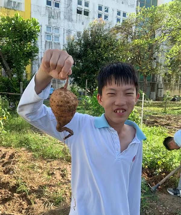 向日葵盆栽种植技术与管理_向日葵盆栽种植技术要点_向日葵盆栽种植技术