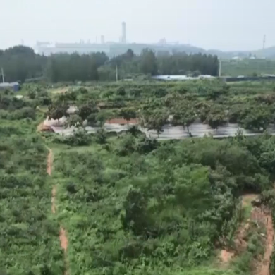 种植连翘的效益_连翘种植致富新闻_连翘种植骗局