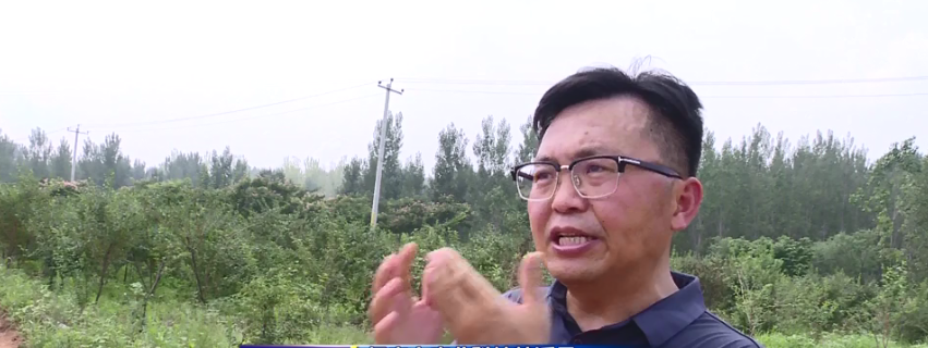 连翘种植骗局_种植连翘的效益_连翘种植致富新闻