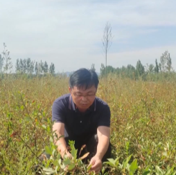连翘种植骗局_种植连翘的效益_连翘种植致富新闻