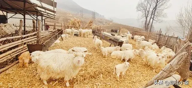 致富经养山羊视频全集_致富经深山养羊人视频_农村致富网山羊养殖