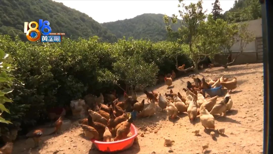土鸡养殖致富经_土鸡养殖致富_致富养殖土鸡视频