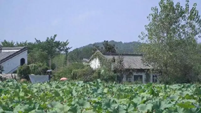 致富经小龙虾养殖技术_致富经小龙虾养殖2017_致富经龙虾养殖