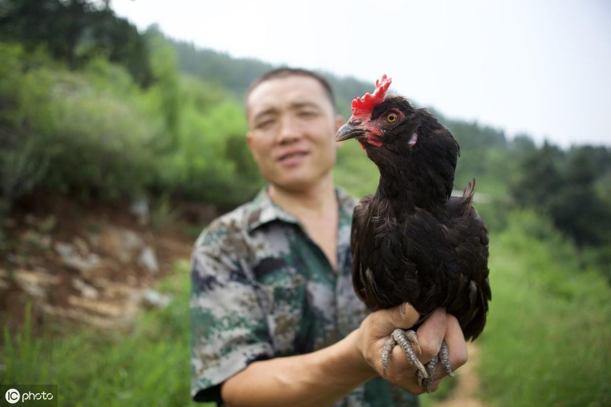山鸡养殖技术视频教程_山鸡养殖视频及技术_山鸡养殖技术网