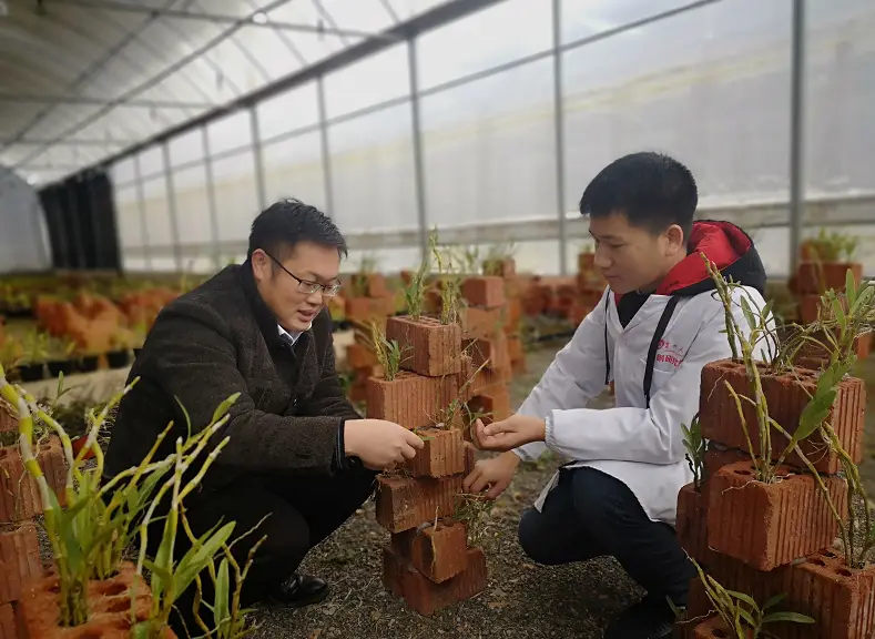 贵州大学推广石斛生态化种植新技术