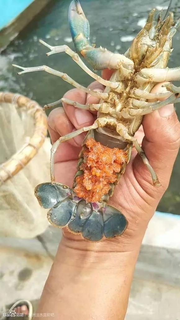 澳洲龙虾养殖技术视频教程_澳洲龙虾 养殖技术_澳洲龙虾养殖技术培训