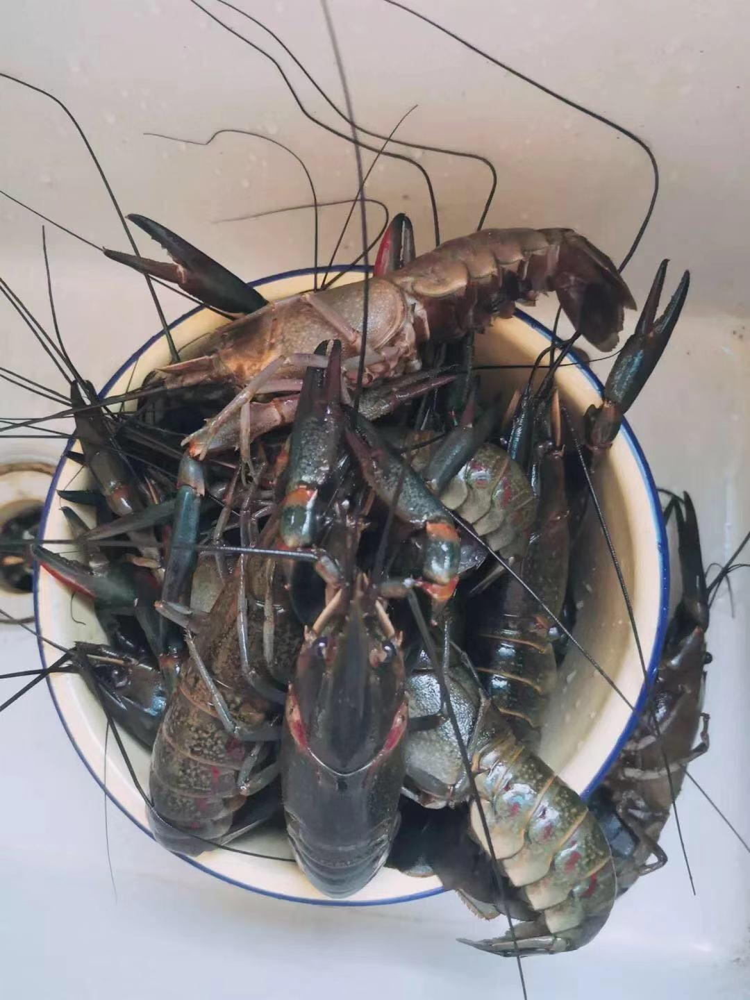 澳洲龙虾养殖技术指南_澳洲龙虾养殖技术视频教程_澳洲龙虾 养殖技术