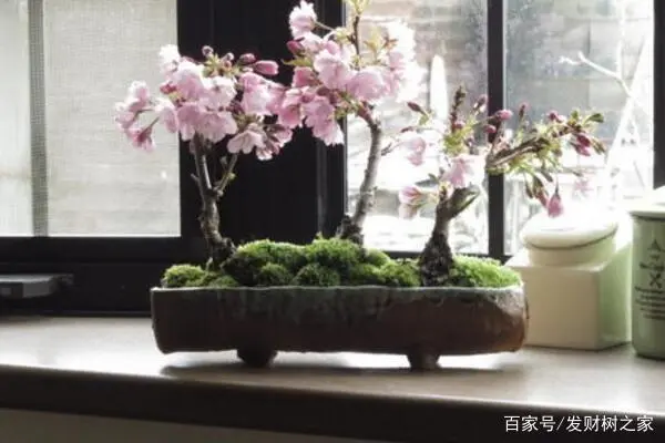 樱花盆栽养殖方法_樱花盆栽种植技术与管理_盆栽樱花的种植技术