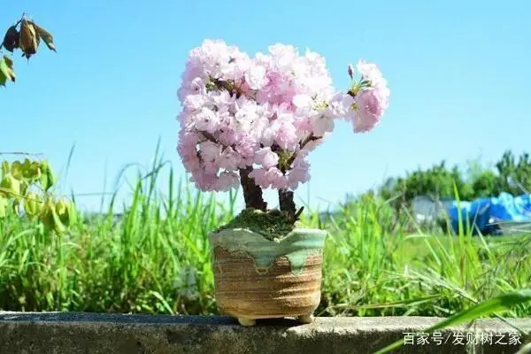 盆栽樱花的种植技术_樱花盆栽种植技术与管理_樱花盆栽养殖方法