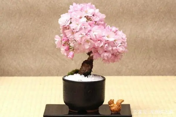 盆栽樱花的种植技术_樱花盆栽养殖方法_樱花盆栽种植技术与管理