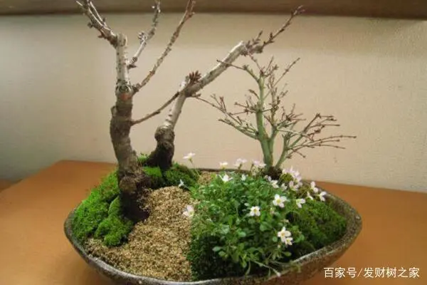 樱花盆栽种植技术与管理_盆栽樱花的种植技术_樱花盆栽养殖方法