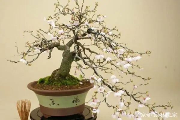 盆栽樱花的种植技术_樱花盆栽养殖方法_樱花盆栽种植技术与管理