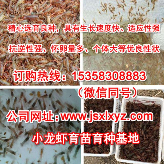 致富经小食品加工_致富加工品小食品有哪些_小型致富加工