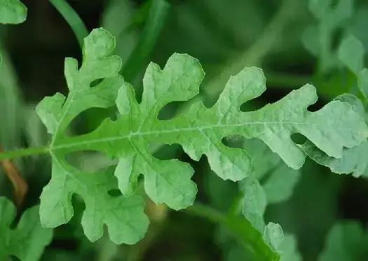 种大鹏蔬菜赚钱吗_大鹏种菜什么种视频_大鹏种植蔬菜技术