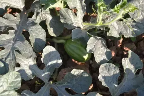 大鹏种菜什么种视频_大鹏种植蔬菜技术_种大鹏蔬菜赚钱吗
