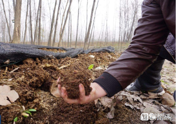 蚯蚓致富经_致富经蚯蚓养殖视频_致富经蚯蚓筛分