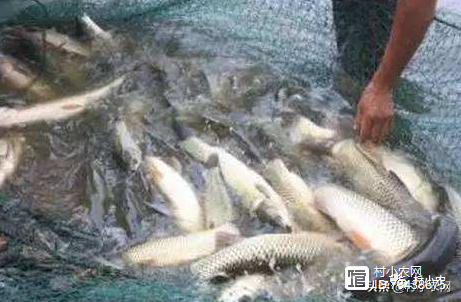 致富经蚯蚓筛分_蚯蚓致富经_致富经蚯蚓养殖视频