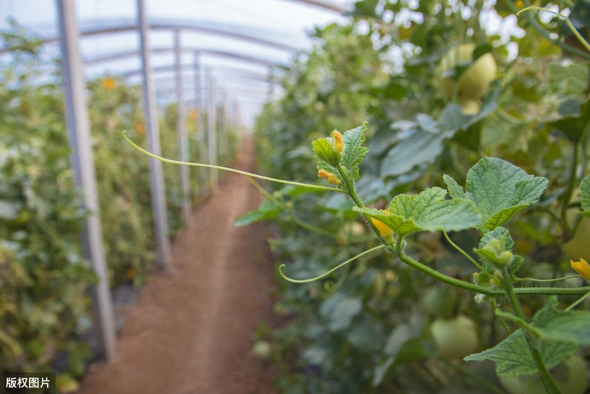 大鹏种植蔬菜技术_种大鹏蔬菜赚钱吗_大鹏种菜什么种视频