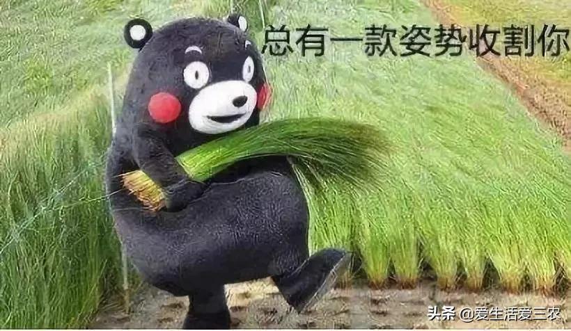 致富三农视频_致富三农养牛视频_三农致富经