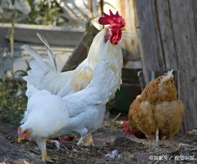 鸡苗免费养殖是骗局吗_养殖网上免费鸡苗技术有哪些_网上免费鸡苗养殖技术