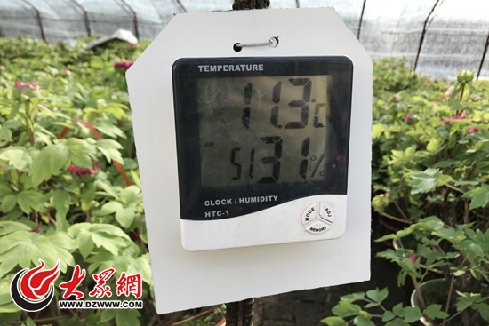 致富经盆栽_盆栽致富经_盆景致富