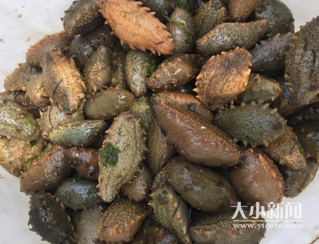 海参网箱养殖技术要点_海参网箱养殖技术_海参养殖网箱技术视频