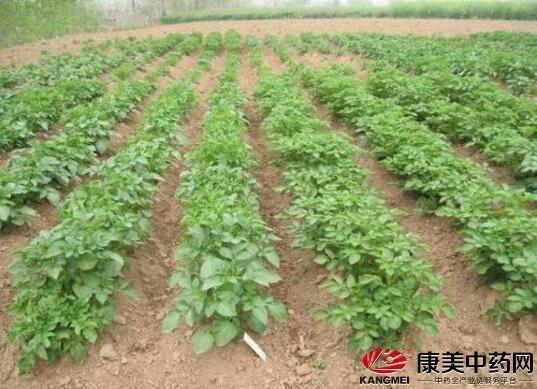 种植荆芥适合什么天气_冬天荆芥的种植技术_冬种植荆芥技术天天浇水吗