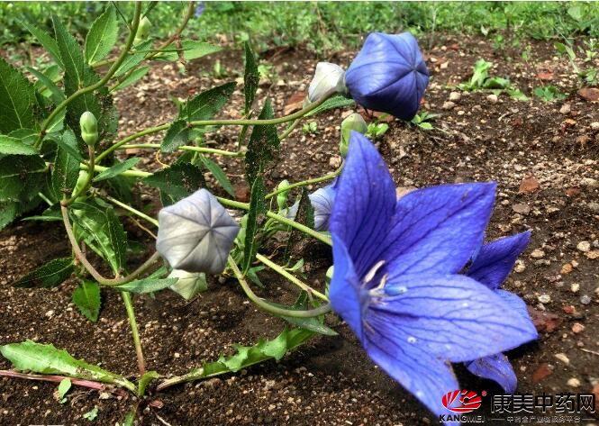 冬天荆芥的种植技术_种植荆芥适合什么天气_冬种植荆芥技术天天浇水吗