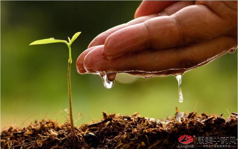种植荆芥适合什么天气_冬天荆芥的种植技术_冬种植荆芥技术天天浇水吗