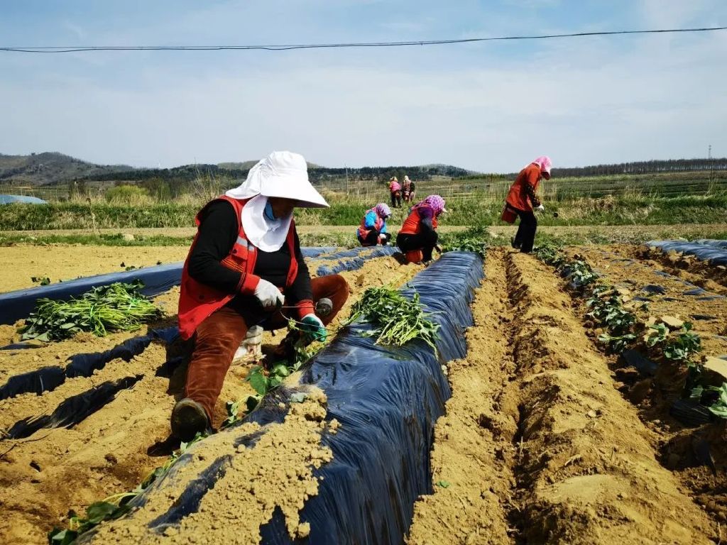 农民致富种植项目_未来农民种植什么致富_种植致富业