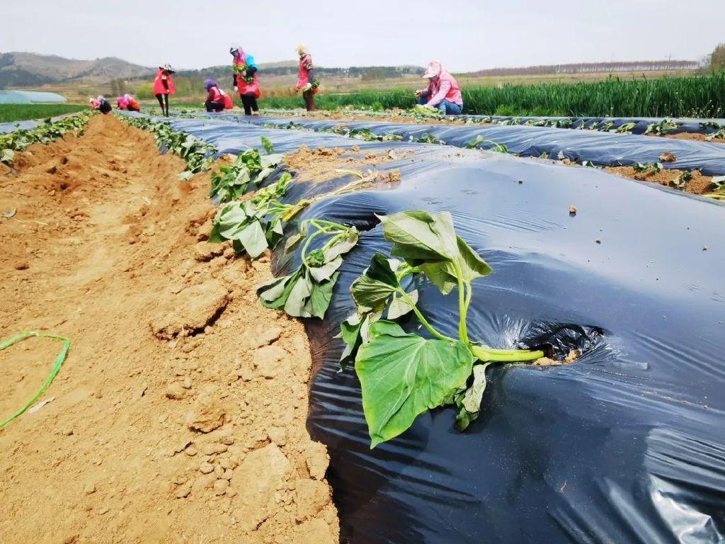 未来农民种植什么致富_种植致富业_农民致富种植项目