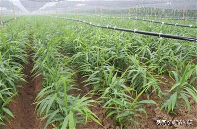 致富好技术：大棚生姜栽培管理技术，速收藏