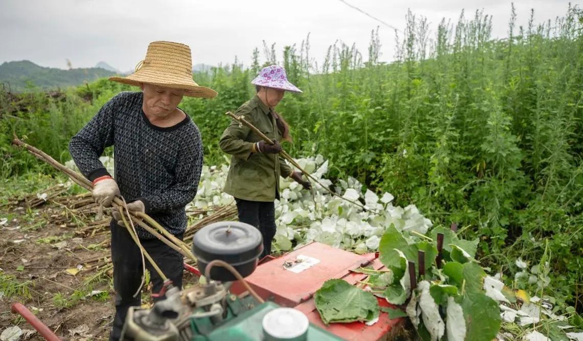 益阳种植致富行业_致富种植益阳行业怎么样_益阳市种植业技术推广中心