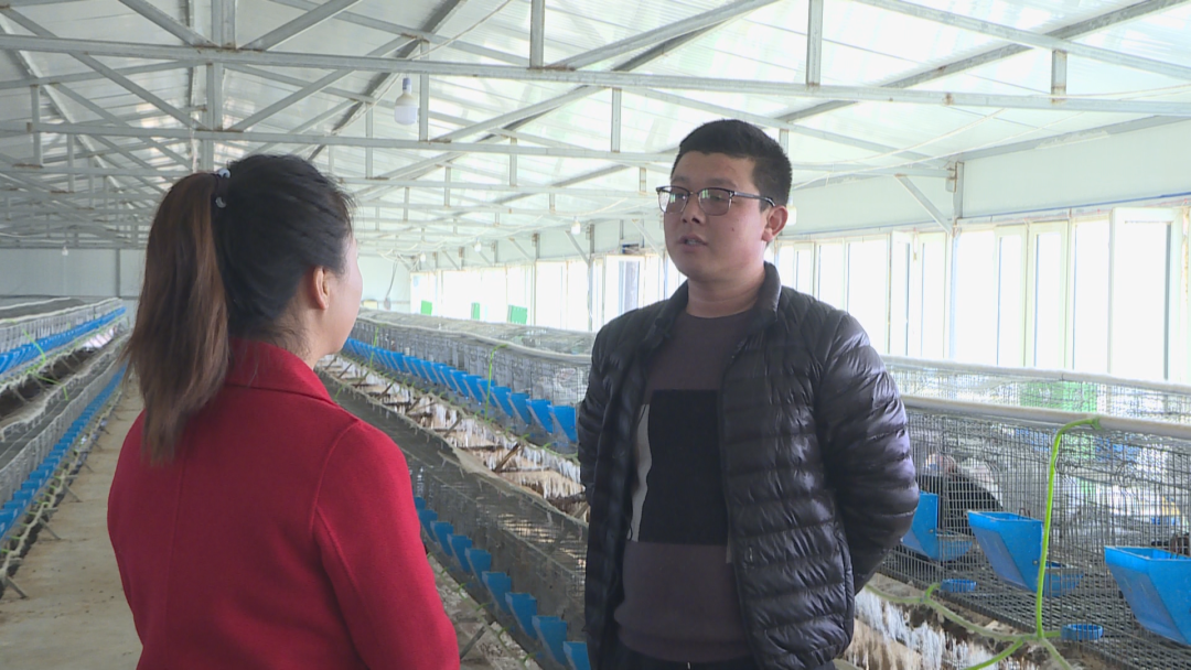 兔子致富养殖视频_养兔子视频致富经_视频致富养殖兔子是真的吗