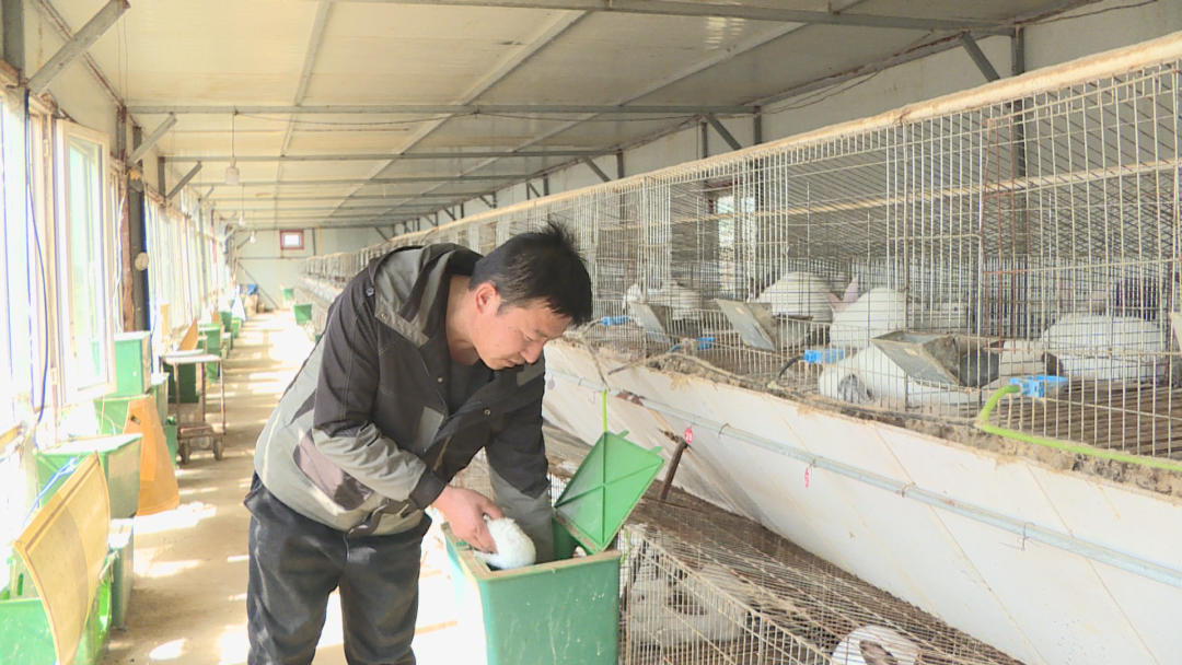 养兔子视频致富经_兔子致富养殖视频_视频致富养殖兔子是真的吗