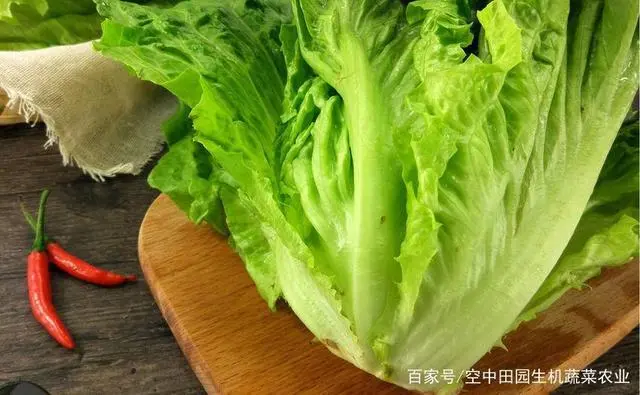 秋季芹菜种植技术要点_秋季芹菜的种植技术_秋季芹菜种植技术视频