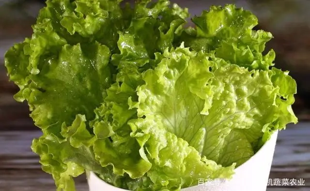 秋季芹菜种植技术要点_秋季芹菜种植技术视频_秋季芹菜的种植技术