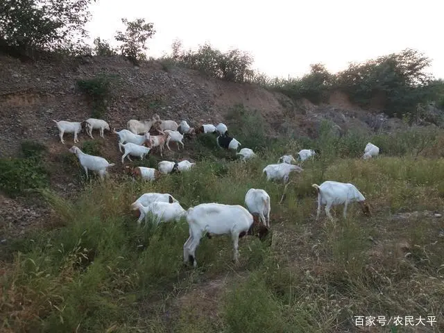养殖致富门路_养殖致富之路_靠什么养殖致富