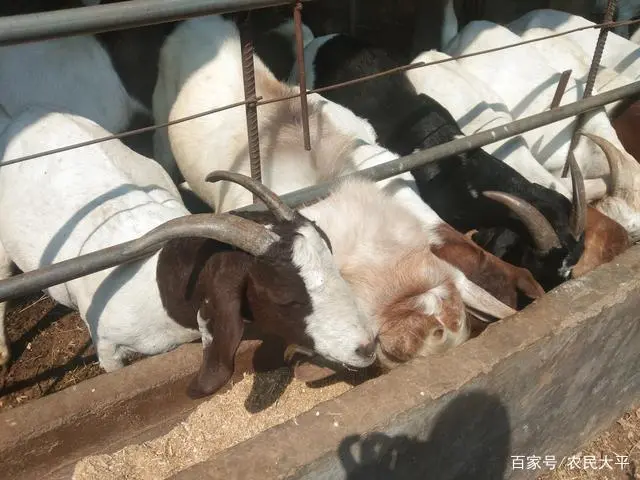 靠什么养殖致富_养殖致富门路_养殖致富之路