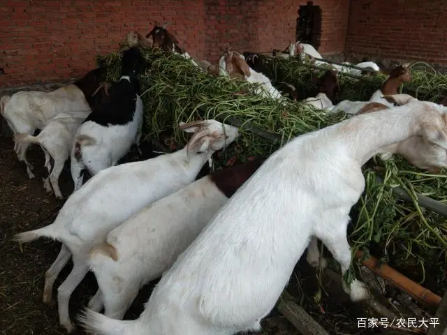 靠什么养殖致富_养殖致富门路_养殖致富之路