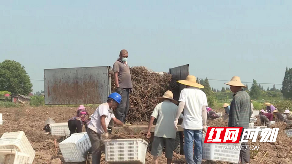 南县茅草街镇：虎杖种植增农收 百亩丰产喜笑颜