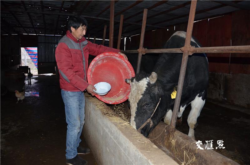 致富经养殖牛_致富经养牛技术_养牛种植致富之路